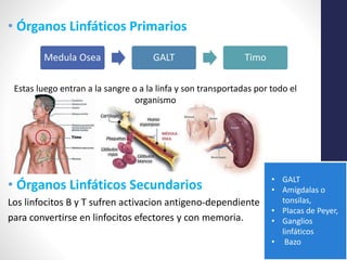 • Órganos Linfáticos Primarios 
Medula Osea GALT Timo 
Estas luego entran a la sangre o a la linfa y son transportadas por todo el 
organismo 
• Órganos Linfáticos Secundarios 
Los linfocitos B y T sufren activacion antigeno-dependiente 
para convertirse en linfocitos efectores y con memoria. 
• GALT 
• Amígdalas o 
tonsilas, 
• Placas de Peyer, 
• Ganglios 
linfáticos 
• Bazo 
 