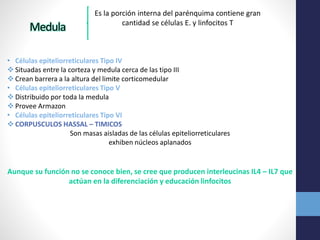 Es la porción interna del parénquima contiene gran 
cantidad se células E. y linfocitos T Medula 
• Células epiteliorreticulares Tipo IV 
 Situadas entre la corteza y medula cerca de las tipo III 
 Crean barrera a la altura del limite corticomedular 
• Células epiteliorreticulares Tipo V 
 Distribuido por toda la medula 
 Provee Armazon 
• Células epiteliorreticulares Tipo VI 
 CORPUSCULOS HASSAL – TIMICOS 
Son masas aisladas de las células epiteliorreticulares 
exhiben núcleos aplanados 
Aunque su función no se conoce bien, se cree que producen interleucinas IL4 – IL7 que 
actúan en la diferenciación y educación linfocitos 
 
