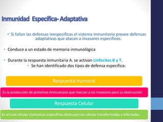 Inmunidad Específica- Adaptativa 
 Si fallan las defensas inespecíficas el sistema inmunitario provee defensas 
adaptativas que atacan a invasores específicos. 
• Conduce a un estado de memoria inmunológica 
• Durante la respuesta inmunitaria A. se activan Linfocitos B y T. 
• Se han identificado dos tipos de defensa especifica: 
Respuesta Humoral 
Es la producción de proteínas Anticuerpos que marcan a los invasores para su destrucción 
Respuesta Celular 
En el cual células citotoxicas especificas destruyen las células transformadas e infectadas. 
 