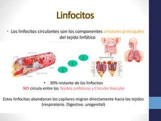 Linfocitos 
• Los linfocitos circulantes son los componentes celulares principales 
del tejido linfático 
L 
L 
L 
Participan en un ciclo durante el cual abandonan la circulación sistémica para introducirse en el tejido linfático. 
Después retornan a la circulación 
• Mientras se encuentran en el Tejido Linfático tienen a su cargo la 
vigilancia inmunológica de los tejidos vecinos. 
• 70 % fondo circulante 
L 
L 
L 
L 
• 30% restante de los linfocitos 
NO circula entre los Tejidos Linfáticos y Circuito Vascular 
Estos linfocitos abandonan los capilares migran directamente hacia los tejidos 
(respiratorio. Digestivo. urogenital) 
 