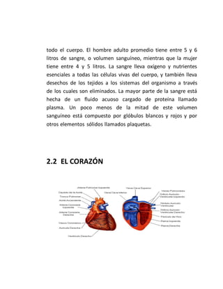 todo el cuerpo. El hombre adulto promedio tiene entre 5 y 6
litros de sangre, o volumen sanguíneo, mientras que la mujer
tiene entre 4 y 5 litros. La sangre lleva oxígeno y nutrientes
esenciales a todas las células vivas del cuerpo, y también lleva
desechos de los tejidos a los sistemas del organismo a través
de los cuales son eliminados. La mayor parte de la sangre está
hecha de un fluido acuoso cargado de proteína llamado
plasma. Un poco menos de la mitad de este volumen
sanguíneo está compuesto por glóbulos blancos y rojos y por
otros elementos sólidos llamados plaquetas.
2.2 EL CORAZÓN
 