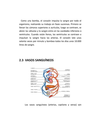 Como una bomba, el corazón impulsa la sangre por todo el
organismo, realizando su trabajo en fases sucesivas. Primero se
llenan las cámaras superiores o aurículas, luego se contraen, se
abren las válvulas y la sangre entra en las cavidades inferiores o
ventrículos. Cuando están llenos, los ventrículos se contraen e
impulsan la sangre hacia las arterias. El corazón late unas
setenta veces por minuto y bombea todos los días unos 10.000
litros de sangre.
2.3 VASOS SANGUÍNEOS
Los vasos sanguíneos (arterias, capilares y venas) son
 