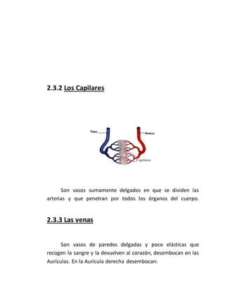 2.3.2 Los Capilares
Son vasos sumamente delgados en que se dividen las
arterias y que penetran por todos los órganos del cuerpo.
2.3.3 Las venas
Son vasos de paredes delgadas y poco elásticas que
recogen la sangre y la devuelven al corazón, desembocan en las
Aurículas. En la Aurícula derecha desembocan:
 