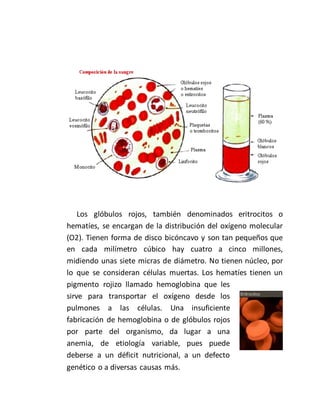 Los glóbulos rojos, también denominados eritrocitos o
hematíes, se encargan de la distribución del oxígeno molecular
(O2). Tienen forma de disco bicóncavo y son tan pequeños que
en cada milímetro cúbico hay cuatro a cinco millones,
midiendo unas siete micras de diámetro. No tienen núcleo, por
lo que se consideran células muertas. Los hematíes tienen un
pigmento rojizo llamado hemoglobina que les
sirve para transportar el oxígeno desde los
pulmones a las células. Una insuficiente
fabricación de hemoglobina o de glóbulos rojos
por parte del organismo, da lugar a una
anemia, de etiología variable, pues puede
deberse a un déficit nutricional, a un defecto
genético o a diversas causas más.
 