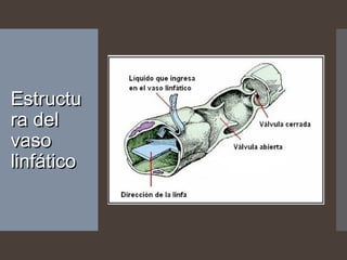 EstructuEstructu
ra delra del
vasovaso
linfáticolinfático
 