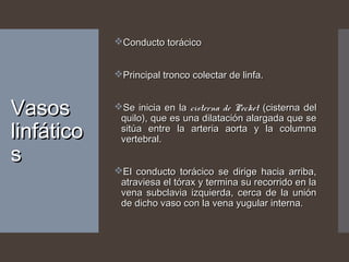 VasosVasos
linfáticolinfático
ss
Conducto torácicoConducto torácico
Principal tronco colectar de linfa.Principal tronco colectar de linfa.
Se inicia en laSe inicia en la cisterna de Pecketcisterna de Pecket (cisterna del(cisterna del
quilo), que es una dilatación alargada que sequilo), que es una dilatación alargada que se
sitúa entre la arteria aorta y la columnasitúa entre la arteria aorta y la columna
vertebral.vertebral.
El conducto torácico se dirige hacia arriba,El conducto torácico se dirige hacia arriba,
atraviesa el tórax y termina su recorrido en laatraviesa el tórax y termina su recorrido en la
vena subclavia izquierda, cerca de la uniónvena subclavia izquierda, cerca de la unión
de dicho vaso con la vena yugular interna.de dicho vaso con la vena yugular interna.
 