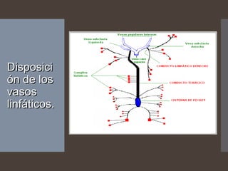 DisposiciDisposici
ón de losón de los
vasosvasos
linfáticos.linfáticos.
 