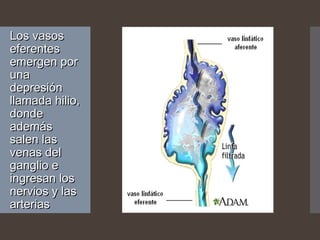 Los vasosLos vasos
eferenteseferentes
emergen poremergen por
unauna
depresióndepresión
llamada hilio,llamada hilio,
dondedonde
ademásademás
salen lassalen las
venas delvenas del
ganglio eganglio e
ingresan losingresan los
nervios y lasnervios y las
arteriasarterias
 