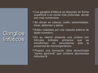 GangliosGanglios
linfáticoslinfáticos
Los ganglios linfáticos se disponen en formaLos ganglios linfáticos se disponen en forma
superficial o en zonas mas profundas, dondesuperficial o en zonas mas profundas, donde
son mas numerosos.son mas numerosos.
Se ubican en cabeza, cuello, extremidades,Se ubican en cabeza, cuello, extremidades,
tórax, abdomen y pelvis.tórax, abdomen y pelvis.
Están rodeados por una capsula externa deEstán rodeados por una capsula externa de
tejido conectivo.tejido conectivo.
En su interior presenta una corteza conEn su interior presenta una corteza con
folículos linfoides primarios que sefolículos linfoides primarios que se
transforman en secundarios ante latransforman en secundarios ante la
presencia de microorganismos.presencia de microorganismos.
Poseen una formación clara denominadaPoseen una formación clara denominada
“centro germinal” que contiene abundantes“centro germinal” que contiene abundantes
linfocitos B.linfocitos B.
 