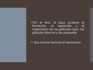 En el feto, el bazo produce laEn el feto, el bazo produce la
formación, el desarrollo y laformación, el desarrollo y la
maduración de los glóbulos rojos, losmaduración de los glóbulos rojos, los
glóbulos blancos y las plaquetas.glóbulos blancos y las plaquetas.
 Esa función termina al nacimiento.Esa función termina al nacimiento.
 