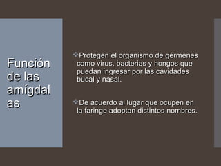 FunciónFunción
de lasde las
amígdalamígdal
asas
Protegen el organismo de gérmenesProtegen el organismo de gérmenes
como virus, bacterias y hongos quecomo virus, bacterias y hongos que
puedan ingresar por las cavidadespuedan ingresar por las cavidades
bucal y nasal.bucal y nasal.
De acuerdo al lugar que ocupen enDe acuerdo al lugar que ocupen en
la faringe adoptan distintos nombres.la faringe adoptan distintos nombres.
 