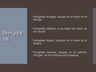 AmígdalAmígdal
asas
Amígdala faríngea: situada en el techo de laAmígdala faríngea: situada en el techo de la
faringe.faringe.
Amígdala palatina: a los lados del istmo deAmígdala palatina: a los lados del istmo de
las fauces.las fauces.
Amígdala lingual: ubicada en la base de laAmígdala lingual: ubicada en la base de la
lengua.lengua.
Amígdala tubarica: alojada en el extremoAmígdala tubarica: alojada en el extremo
faríngeo, de las trompas de Eustaquio.faríngeo, de las trompas de Eustaquio.
 
