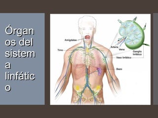 ÓrganÓrgan
os delos del
sistemsistem
aa
linfáticlinfátic
oo
 