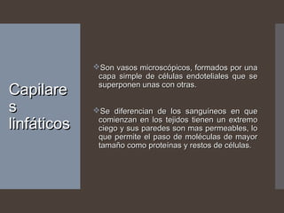 CapilareCapilare
ss
linfáticoslinfáticos
Son vasos microscópicos, formados por unaSon vasos microscópicos, formados por una
capa simple de células endoteliales que secapa simple de células endoteliales que se
superponen unas con otras.superponen unas con otras.
Se diferencian de los sanguíneos en queSe diferencian de los sanguíneos en que
comienzan en los tejidos tienen un extremocomienzan en los tejidos tienen un extremo
ciego y sus paredes son mas permeables, lociego y sus paredes son mas permeables, lo
que permite el paso de moléculas de mayorque permite el paso de moléculas de mayor
tamaño como proteínas y restos de células.tamaño como proteínas y restos de células.
 
