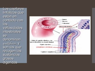 Los capilaresLos capilares
linfáticos quelinfáticos que
están enestán en
contacto concontacto con
laslas
vellosidadesvellosidades
intestinalesintestinales
sese
denominandenominan
quilíferosquilíferos, y, y
son los queson los que
recogen lasrecogen las
sustanciassustancias
grasasgrasas
digeridasdigeridas
 