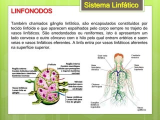Sistema Linfático
LINFONODOS
Também chamados gânglio linfático, são encapsulados constituídos por
tecido linfoide e que aparecem espalhados pelo corpo sempre no trajeto de
vasos linfáticos. São arredondados ou reniformes, isto é apresentam um
lado convexo e outro côncavo com o hilo pelo qual entram artérias e saem
veias e vasos linfáticos eferentes. A linfa entra por vasos linfáticos aferentes
na superfície superior.
 