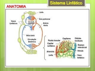Sistema Linfático
ANATOMIA
 