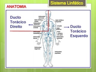 Sistema Linfático
ANATOMIA
 