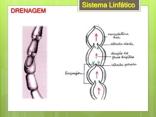 Sistema Linfático
DRENAGEM
 