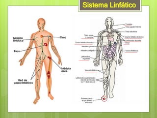 Sistema Linfático
 