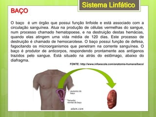 Sistema Linfático
BAÇO
O baço é um órgão que possui função linfoide e está associado com a
circulação sanguínea. Atua na produção de células vermelhas do sangue,
num processo chamado hematopoese, e na destruição destas hemácias,
quando elas atingem uma vida média de 120 dias. Este processo de
destruição é chamado de hemocarotese. O baço possui função de defesa,
fagocitando os microorganismos que penetram na corrente sanguínea. O
baço é produtor de anticorpos, respondendo prontamente aos antígenos
trazidos pelo sangue. Está situado na atrás do estômago, abaixo do
diafragma.
FONTE: http://www.infoescola.com/anatomia-humana/baco/
 