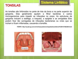 Sistema Linfático
TONSILAS
As tonsilas são linfonodos na parte de trás da boca e na parte superior da
garganta. Elas geralmente ajudam a filtrar bactérias e outros
microrganismos para impedir as infecções no corpo. As estruturas da
garganta incluem o esôfago, a traqueia, a epiglote e as amígdalas Elas
podem ficar tão carregadas de infecções bacterianas ou virais que se
incham e ficam inflamadas, causando a tonsilite.
FONTE: http://saude.ig.com.br/minhasaude/enciclopedia/tonsilite/ref1238131562305.html
 