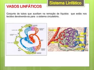 Sistema Linfático
VASOS LINFÁTICOS
Conjunto de tubos que auxiliam na remoção de líquidos que estão nos
tecidos devolvendo-os para o sistema circulatório.
 