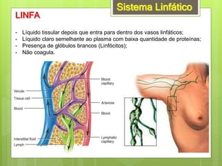 Sistema Linfático
LINFA
- Líquido tissular depois que entra para dentro dos vasos linfáticos;
- Líquido claro semelhante ao plasma com baixa quantidade de proteínas;
- Presença de glóbulos brancos (Linfócitos);
- Não coagula.
 