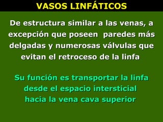 VASOS LINFÁTICOS
VASOS LINFÁTICOS
De estructura similar a las venas, a
De estructura similar a las venas, a
excepción que poseen paredes más
excepción que poseen paredes más
delgadas y numerosas válvulas que
delgadas y numerosas válvulas que
evitan el retroceso de la linfa
evitan el retroceso de la linfa
Su función es transportar la linfa
Su función es transportar la linfa
desde el espacio intersticial
desde el espacio intersticial
hacia la vena cava superior
hacia la vena cava superior
 
