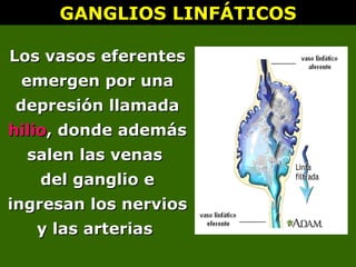 GANGLIOS LINFÁTICOS
GANGLIOS LINFÁTICOS
Los vasos eferentes
Los vasos eferentes
emergen por una
emergen por una
depresión llamada
depresión llamada
hilio
hilio, donde además
, donde además
salen las venas
salen las venas
del ganglio
del ganglio e
e
ingresan los nervios
ingresan los nervios
y las arterias
y las arterias
 