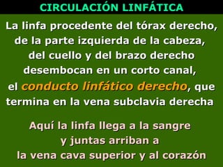 La linfa procedente del tórax derecho,
La linfa procedente del tórax derecho,
de la parte izquierda de la cabeza,
de la parte izquierda de la cabeza,
del cuello y del brazo derecho
del cuello y del brazo derecho
desembocan en un corto canal,
desembocan en un corto canal,
el
el conducto linfático derecho
conducto linfático derecho, que
, que
termina en la vena subclavia derecha
termina en la vena subclavia derecha
CIRCULACIÓN LINFÁTICA
CIRCULACIÓN LINFÁTICA
Aquí la linfa llega a la sangre
Aquí la linfa llega a la sangre
y juntas arriban a
y juntas arriban a
la vena cava superior y al corazón
la vena cava superior y al corazón
 