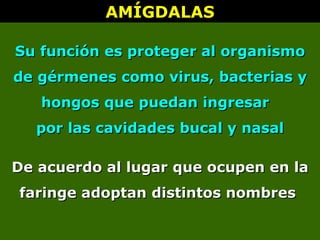 AMÍGDALAS
AMÍGDALAS
Su función es proteger al organismo
Su función es proteger al organismo
de gérmenes como virus, bacterias y
de gérmenes como virus, bacterias y
hongos que puedan ingresar
hongos que puedan ingresar
por las cavidades bucal y nasal
por las cavidades bucal y nasal
De acuerdo al lugar que ocupen en la
De acuerdo al lugar que ocupen en la
faringe adoptan distintos nombres
faringe adoptan distintos nombres
 