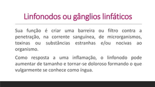 Linfonodos ou gânglios linfáticos
Sua função é criar uma barreira ou filtro contra a
penetração, na corrente sanguínea, de microrganismos,
toxinas ou substâncias estranhas e/ou nocivas ao
organismo.
Como resposta a uma inflamação, o linfonodo pode
aumentar de tamanho e tornar-se doloroso formando o que
vulgarmente se conhece como íngua.
 