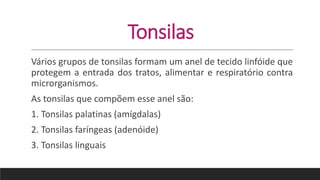 Tonsilas
Vários grupos de tonsilas formam um anel de tecido linfóide que
protegem a entrada dos tratos, alimentar e respiratório contra
microrganismos.
As tonsilas que compõem esse anel são:
1. Tonsilas palatinas (amígdalas)
2. Tonsilas faríngeas (adenóide)
3. Tonsilas linguais
 