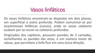 Vasos linfáticos
Os vasos linfáticos encontram-se dispostos em dois planos,
um superficial e outro profundo. Podem comunicar-se por
anastomoses linfáticas (canais), onde os vasos coletores
acabam por se reunir os coletores profundos.
Originados dos capilares, possuem paredes de 3 camadas,
semelhantes as paredes das veias, e um número maior de
valvas, que permitem a linfa fluir em uma única direção.
 