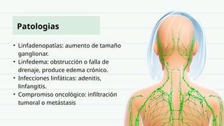 Linfangitis Reticular Sistema linfatico con preguntas para 2 do año | PPTX