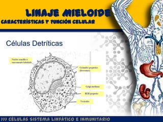 Linaje Mieloide
Características y Función celular



 Células Detríticas




>>> Células Sistema Linfático e inmunitario
 