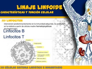 Linaje Linfoide
Características y Función celular

>>> Linfocitos
  Intervienen predominantemente en la inmunidad adquirida. Se producen
  en la médula a partir de células madre hematopoyéticas
  pluripotenciales.
 Linfocitos B
 Linfocitos T




>>> Células Sistema Linfático e inmunitario
 