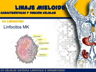 Linaje Mieloide
Características y Función celular

>>> Linfocitos
 Linfocitos MK




>>> Células Sistema Linfático e inmunitario
 