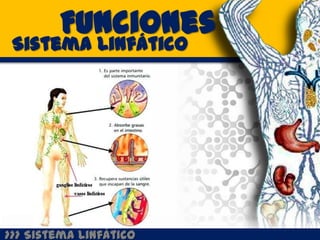 Funciones
 Sistema Linfático




>>> Sistema Linfático
 