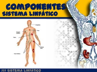 Componentes
Sistema Linfático




>>> Sistema Linfático
 