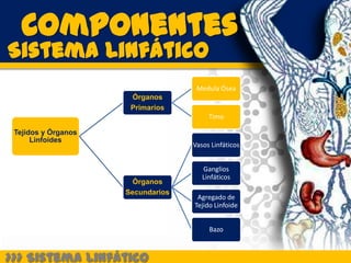 Componentes
Sistema Linfático
                                    Medula Ósea
                      Órganos
                      Primarios
                                        Timo

 Tejidos y Órganos
      Linfoides
                                   Vasos Linfáticos


                                      Ganglios
                                      Linfáticos
                       Órganos
                     Secundarios
                                    Agregado de
                                   Tejido Linfoide


                                        Bazo



>>> Sistema Linfático
 