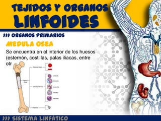 Tejidos y Organos
    Linfoides
>>> Organos Primarios
 Medula Osea
 Se encuentra en el interior de los huesos
 (esternón, costillas, palas iliacas, entre
 otros)




>>> Sistema Linfático
 
