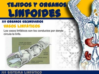 Tejidos y Organos
    Linfoides
>>> Organos Secundarios
 Vasos Linfáticos
 Los vasos linfáticos son los conductos por donde
 circula la linfa.




>>> Sistema Linfático
 