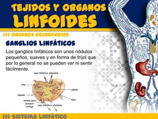 Tejidos y Organos
    Linfoides
>>> Organos Secundarios
 Ganglios Linfáticos
 Los ganglios linfáticos son unos nódulos
 pequeños, suaves y en forma de fríjol que
 por lo general no se pueden ver ni sentir
 fácilmente.




>>> Sistema Linfático
 