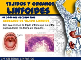 Tejidos y Organos
    Linfoides
>>> Organos Secundarios
 Agregado de Tejido Linfoide
 Son colecciones de tejido linfoide que no están
 encapsulados (en forma de cápsulas).




>>> Sistema Linfático
 
