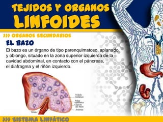 Tejidos y Organos
    Linfoides
>>> Organos Secundarios
 El Bazo
 El bazo es un órgano de tipo parenquimatoso, aplanado
 y oblongo, situado en la zona superior izquierda de la
 cavidad abdominal, en contacto con el páncreas,
 el diafragma y el riñón izquierdo.




>>> Sistema Linfático
 