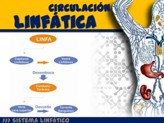 Circulación
   Linfática




>>> Sistema Linfático
 