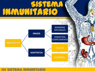 Sistema
Inmunitario
                             BARRERAS
                             NATURALES
                INNATA
                              FAGOCITOS
                            COMPLEMENTO
  INMUNIDAD
                              CELULAR

               ADAPTATIVA

                             HUMORAL




>>> Sistema Inmunitario
 