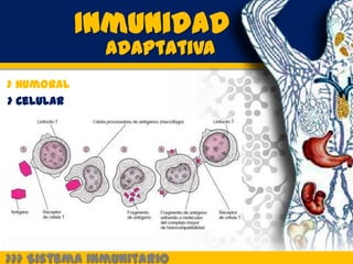 Inmunidad
              Adaptativa
> Humoral
> Celular




>>> Sistema Inmunitario
 